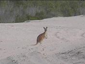 Cape Keraudren a kangaroo
